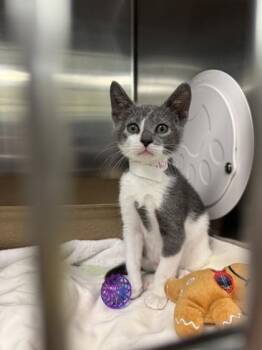 Jubilee -  Domestic Short Hair Cat for Adoption in Richmond, Virginia - Jubilee | PetCurious
