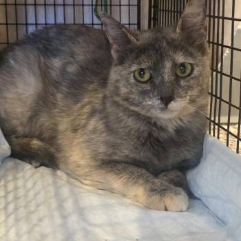 Copper -  Domestic Short Hair Cat for Adoption in Salt Lake City, Utah - Copper | PetCurious
