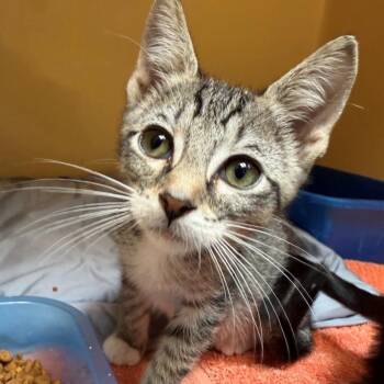 Honda Civic -  Domestic Short Hair Cat for Adoption in East Hanover, New Jersey - Honda Civic | PetCurious