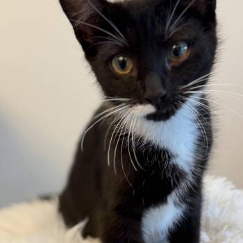Domestic Short Hair Cats Available for Adoption in Renton, Washington - Mama | PetCurious
