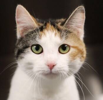 Clea (AO36690) -  Domestic Short Hair Cat for Adoption in Kansas City, Kansas - Clea (AO36690) | PetCurious