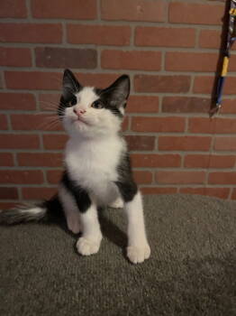 Rescue Domestic Short Hair Cats for Adoption in St. Peters, Missouri - Oliver | PetCurious