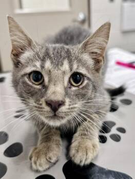 ICY -  Domestic Short Hair Cat for Adoption in Derwood, Maryland - ICY | PetCurious