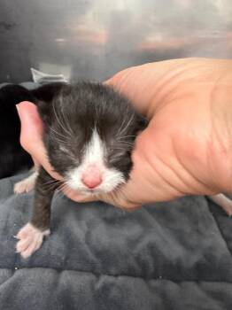 Winslet -  Domestic Short Hair Cat for Adoption in Glenfield, New York - Winslet | PetCurious