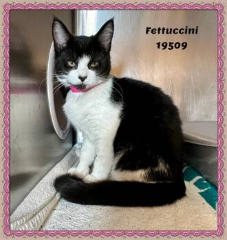 FETTUCCINI -  Domestic Short Hair and Tuxedo Cat Available for Adoption in Marietta, Georgia - FETTUCCINI | PetCurious
