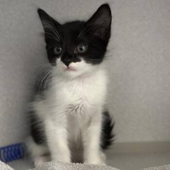 -Gizmo -  Domestic Medium Hair Cat for Adoption in Red Bluff, California - -Gizmo | PetCurious