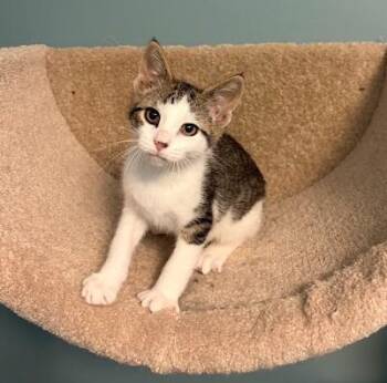 Franklin -  Domestic Short Hair Cat for Adoption in Andover, Minnesota - Franklin | PetCurious
