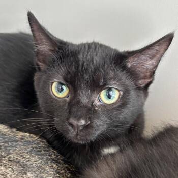 Lincoln -  Domestic Short Hair Cat for Adoption in Naperville, Illinois - Lincoln | PetCurious