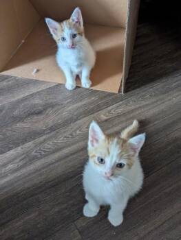 Domestic Short Hair Cats Available for Adoption in Fort Worth, Texas - Tomboy | PetCurious