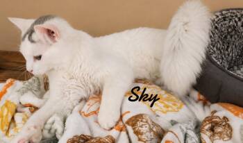 Domestic Medium Hair Cats Available for Adoption in Naugatuck, Connecticut - Sky | PetCurious