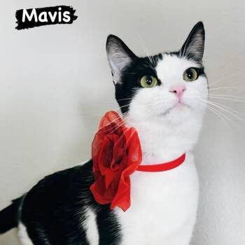 Mavis -  Domestic Short Hair Cat for Adoption in Los Angeles, California - Mavis | PetCurious