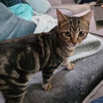 Domestic Short Hair Cats Available for Adoption - Bedlam | PetCurious