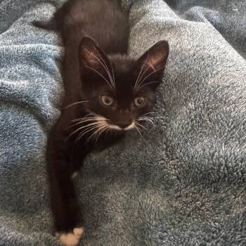 Domestic Short Hair Cats Available for Adoption in Los Angeles, California - Quasar | PetCurious