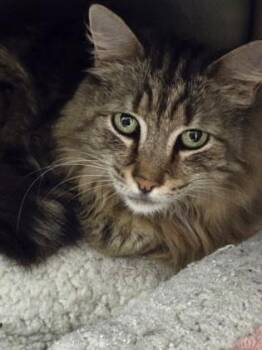 Brooklyn -  Domestic Long Hair Cat for Adoption in North Myrtle Beach, South Carolina - Brooklyn | PetCurious