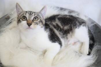 Rescue Domestic Short Hair Cats for Adoption in League City, Texas - Sassafras! | PetCurious