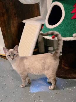 Siamese Cats Available for Adoption in Miami, Oklahoma - Farmer Fitzgerald | PetCurious