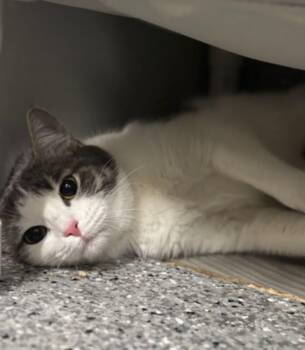 Domestic Short Hair Cats Available for Adoption in Fruit Heights, Utah - Clover | PetCurious