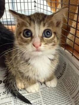 Domestic Short Hair Cats Available for Adoption in Fort Lauderdale, Florida - LALA | PetCurious