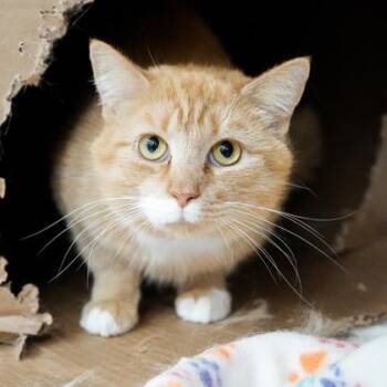 Domestic Short Hair Cats Available for Adoption in Atlanta, Georgia - Ben | PetCurious