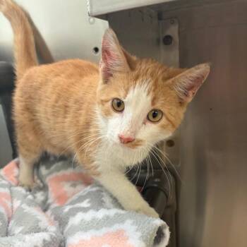 Dexter -  Domestic Short Hair Cat for Adoption in Corpus Christi, Texas - Dexter | PetCurious