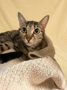 MYLA -  Domestic Short Hair Cat for Adoption in Jacksonville, Florida - MYLA | PetCurious