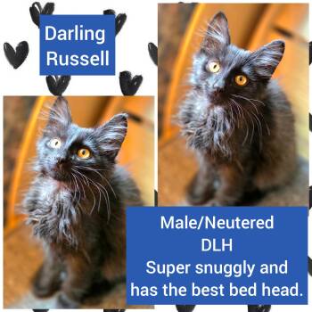 Russell -  Domestic Long Hair Cat for Adoption in Beaverton, Oregon - Russell | PetCurious