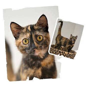 Tortoiseshell Cats Available for Adoption - Willow | PetCurious