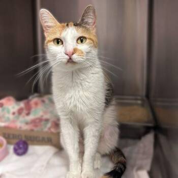 Lemon Verbena -  Domestic Short Hair Cat for Adoption in Davenport, Iowa - Lemon Verbena | PetCurious