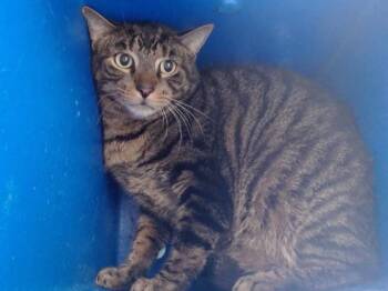TOM -  Domestic Short Hair Cat for Adoption in Orlando, Florida - TOM | PetCurious