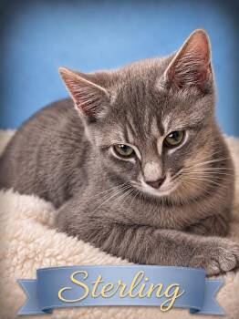 Sterling-Loves Belly Rubs -  Domestic Short Hair Cat for Adoption in Laurel, Maryland - Sterling-Loves Belly Rubs | PetCurious