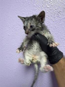 61565260 -  Domestic Short Hair Cat for Adoption in El Paso, Texas - 61565260 | PetCurious
