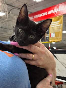 Rescue Domestic Short Hair Cats for Adoption in Philadelphia, Pennsylvania - Hans | PetCurious