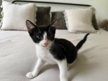 Rescue Tuxedo and Domestic Short Hair Cats for Adoption in Liverpool, Texas - Pippen | PetCurious