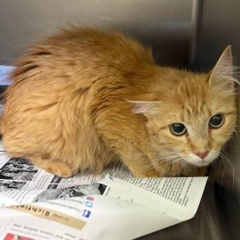Sienna -  Domestic Long Hair Cat for Adoption in Salt Lake City, Utah - Sienna | PetCurious