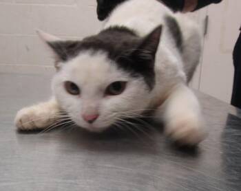 Domestic Short Hair Cats Available for Adoption - (657) | PetCurious