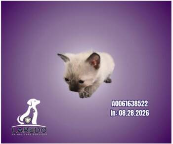 Athena -  Siamese Cat for Adoption in New Braunfels, Texas - Athena | PetCurious