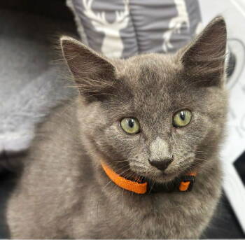 Rescue Russian Blue and Domestic Medium Hair Cats for Adoption in Fort Myers, Florida - Vuitton | PetCurious