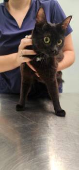 Riley -  Domestic Short Hair Cat for Adoption in Athens, Tennessee - Riley | PetCurious