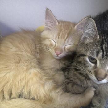 Domestic Medium Hair Cats Available for Adoption in New York, New York - Chamomile | PetCurious