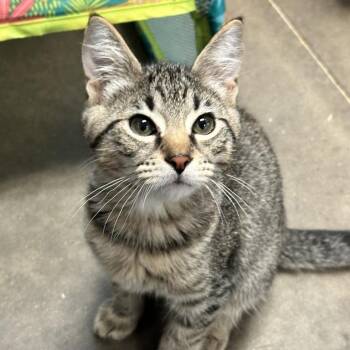 Winter -  Domestic Short Hair Cat for Adoption in Davenport, Iowa - Winter | PetCurious
