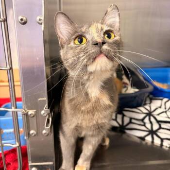 Cannoli (mom) -  Domestic Short Hair Cat for Adoption in Franklin, North Carolina - Cannoli (mom) | PetCurious
