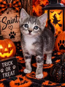 Saint -  American Shorthair Cat for Adoption in Greensboro, Alabama - Saint | PetCurious