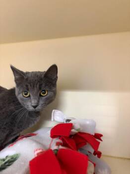 Domestic Short Hair Cats Available for Adoption in Bloomington, Indiana - Monique | PetCurious
