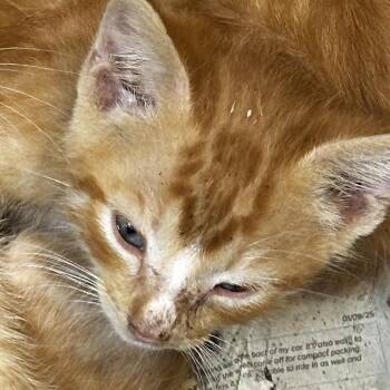 Justin Case -  Domestic Short Hair Cat for Adoption in Gadsden, Alabama - Justin Case | PetCurious