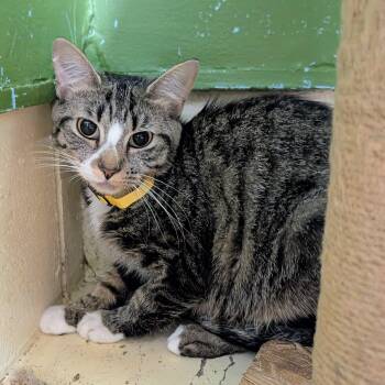 Trulicity -  Domestic Short Hair Cat for Adoption in Newburgh, Indiana - Trulicity | PetCurious