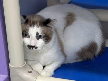 Yache -  Domestic Short Hair Cat for Adoption in Colorado Springs, Colorado - Yache | PetCurious
