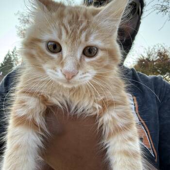 Rescue Maine Coon and Domestic Long Hair Cats for Adoption in Napa, California - Tang ( AP) | PetCurious