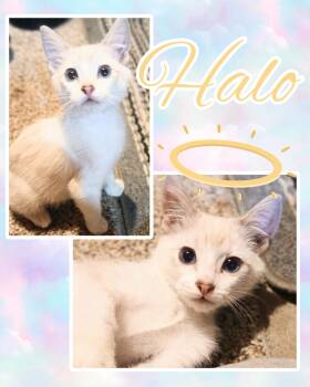 Halo -  Domestic Short Hair Cat for Adoption in Pasco, Washington - Halo | PetCurious