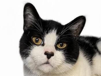 Domestic Short Hair Cats Available for Adoption in Fort Lauderdale, Florida - LOGAN | PetCurious
