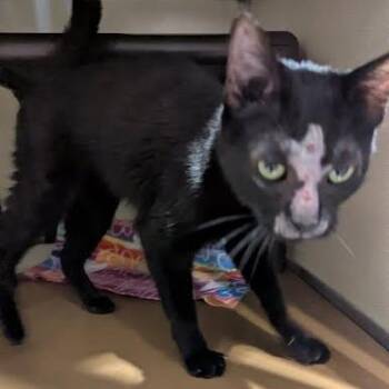 Domestic Short Hair Cats Available for Adoption in Jeffersonville, Indiana - Frida | PetCurious